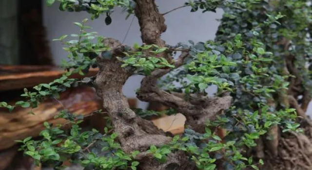 Youtang Cloud Station | CourtyardZen-style Inn (Lijiang Shuhe Ancient Town Branch)