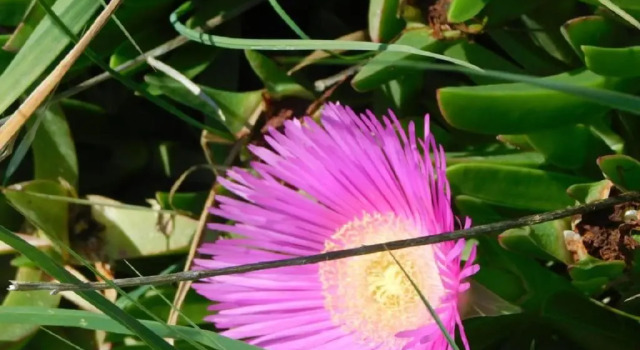 Апартаменты Apartment Ražanac Nikola
