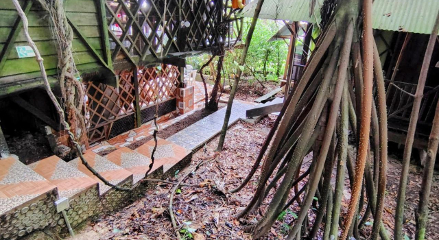 Ayahuasca