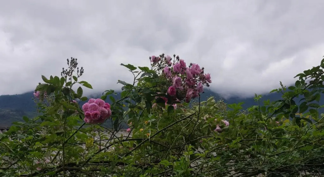 Номер Standard Tavan View Homestay