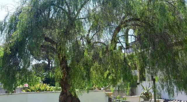 Коттедж Villa Mirella Lavinio