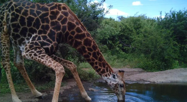 Коттедж Antares Bush Camp & Safaris - Hostel