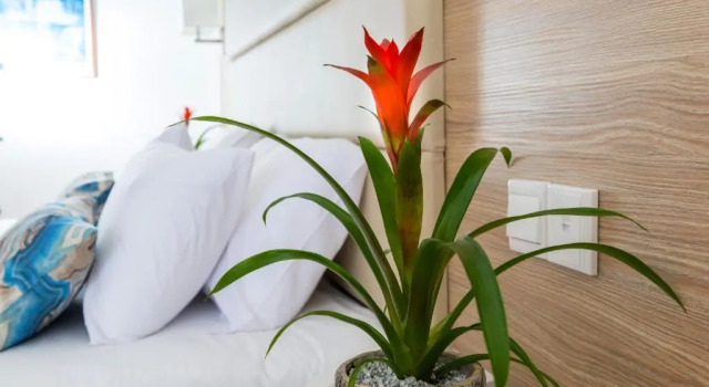 Двухместный номер Standard с видом на внутреннюю территорию Ascos Coral Beach Hotel