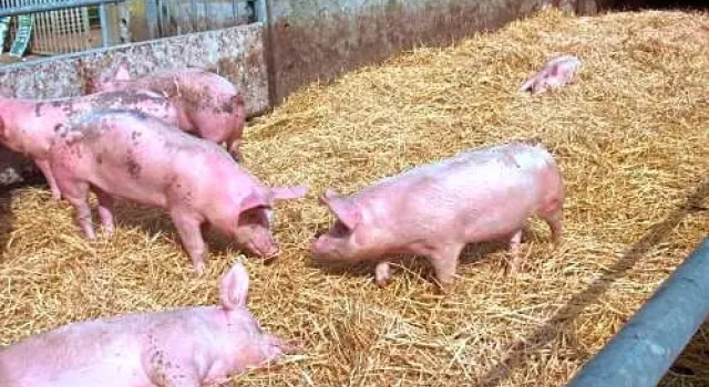 La Ferme Chauvet, Rezerwuj Pensjonat Chantenay-Villedieu 