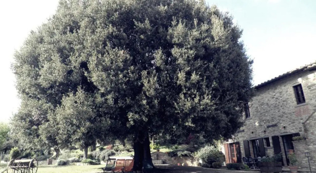 Коттедж Agriturismo La Bicocca - Apt LOlivo