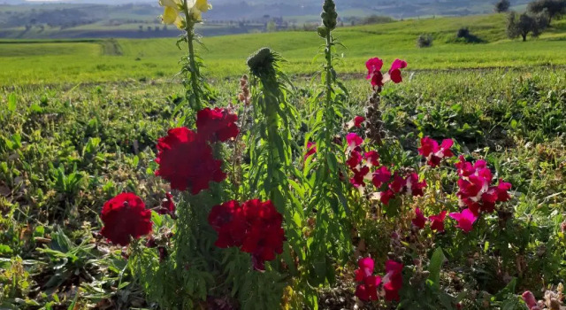 Номер Standard Agriturismo Uliveto Gretacci