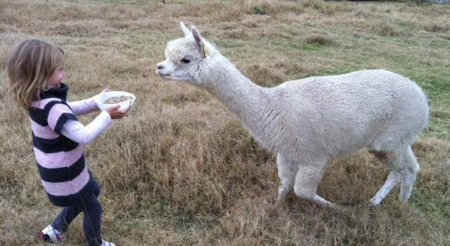 Коттедж Starline Alpacas Farmstay Resort