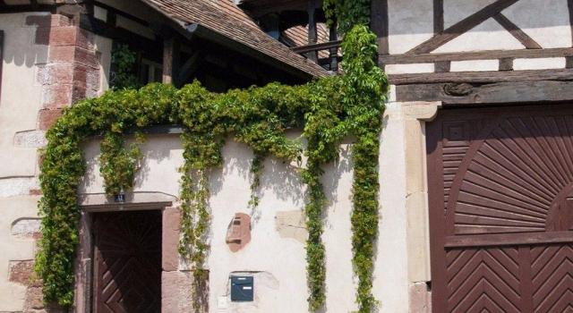 Unter der Linde
