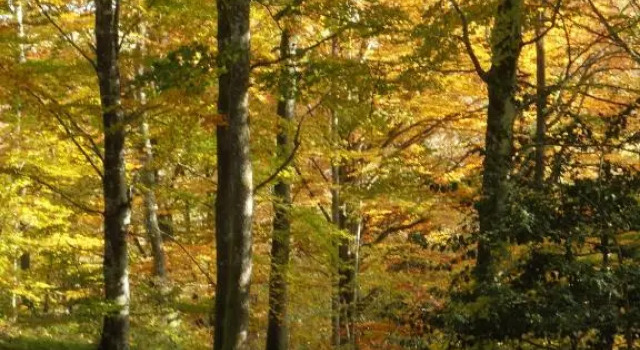 Au pays des abbayes, จอง โรงแรม Dourgne Tarn