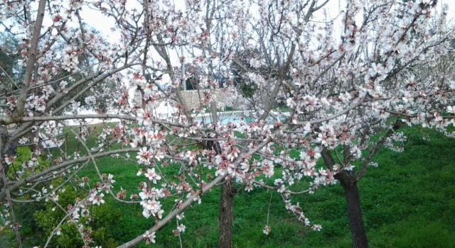 Вилла Superior Masseria Il Mandorlo Fiorito con piscina