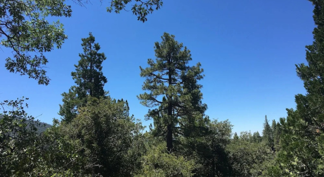 Camera Standard Idyllwild Bunkhouse