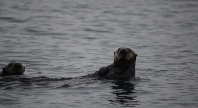 Zachar Bay Lodge, Book Hotel Kodiak Alaska