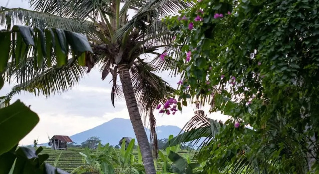 Вилла Tropical Private Villa, 3 BR, Canggu Ricefield View
