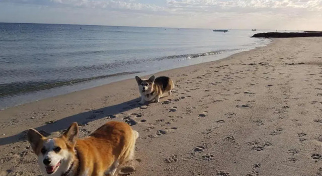 Коттедж с 3 комнатами Abbey Beach Shack