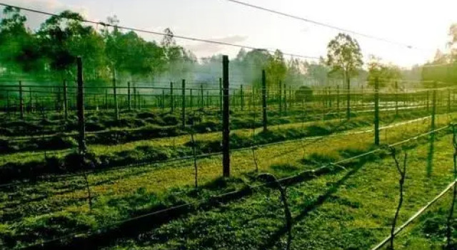 Hunter Country Lodge, Book Hotel North Rothbury Australia