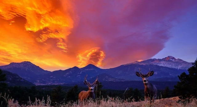 Номер Standard Estes Park CO Condos