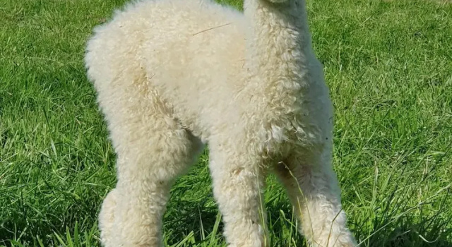 Семейный номер Standard с видом на внутренний двор Dartmoor Reach Alpaca Farm