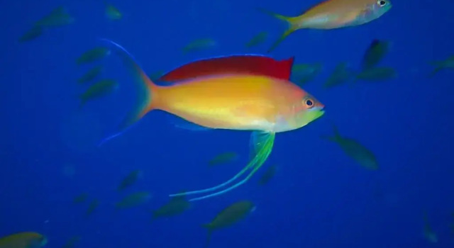 Номер Standard Ocean Front Miyakojima