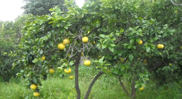 Коттедж Residenza Orsola