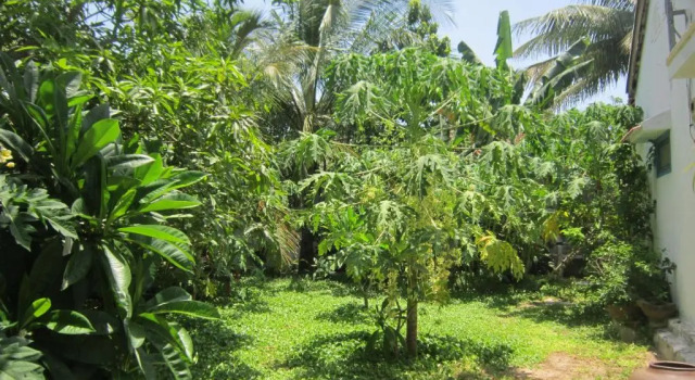 Люкс c 1 комнатой Local Beach Homestay