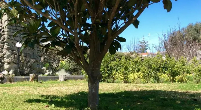 Villa Carano, Buchen Sie Villa Forio di Ischia Ischia