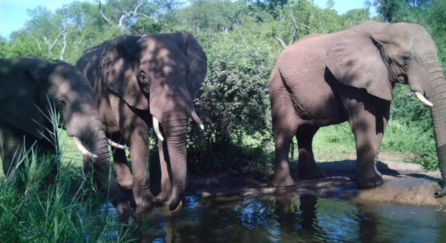 Коттедж Antares Bush Camp & Safaris - Hostel