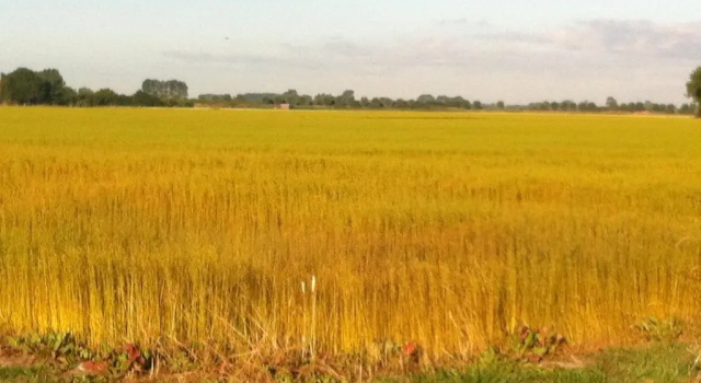 Gasthuis Groede