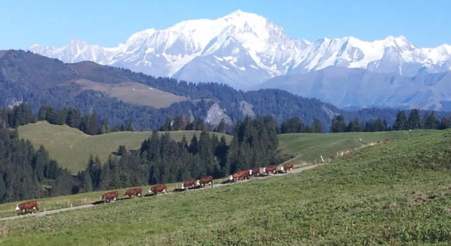 Шале Chalet La Canopée