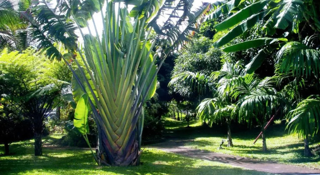 Коттедж Villa arbre du voyageur, 4 étoiles et 4 clévacances