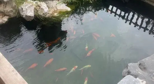 Qinghuan Courtyard Homestay, Rezerwuj Hotel Wuyuan Jiangxi