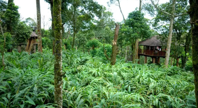 Двухместный коттедж Carmelia Haven Resort Thekkady