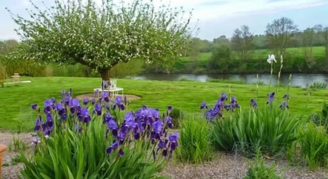 Cottage Herons