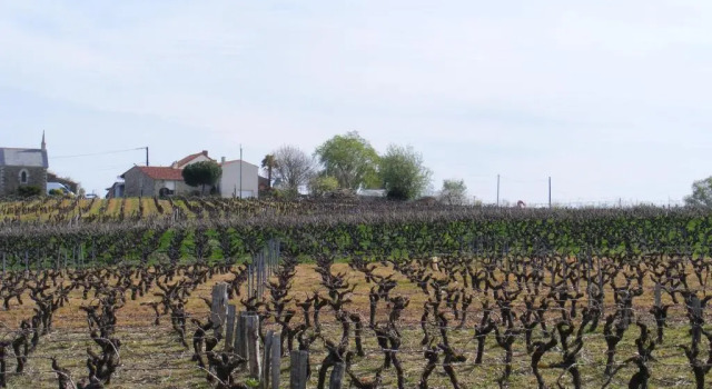 Апартаменты Chambres dHôtes Vignes et Loire
