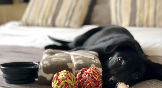 Standard- værelse The Ashleigh - Dog Friendly