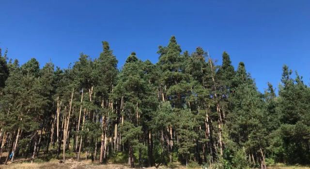 Апартаменты Borov park 3