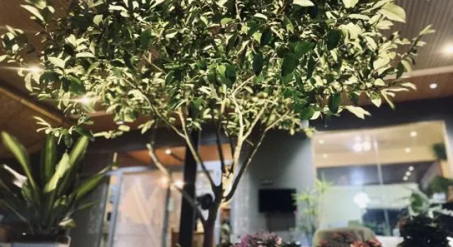 Linger House, Book Hotel Billige hoteller i Yangshuo