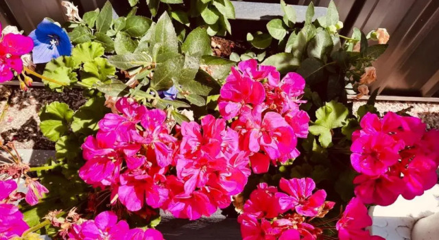 Апартаменты с 2 комнатами Casa Roman - nieuwe vakantiewoning - Deluxe 4p - Relax 4p - Comfort 4p -- ---Cosy 2p