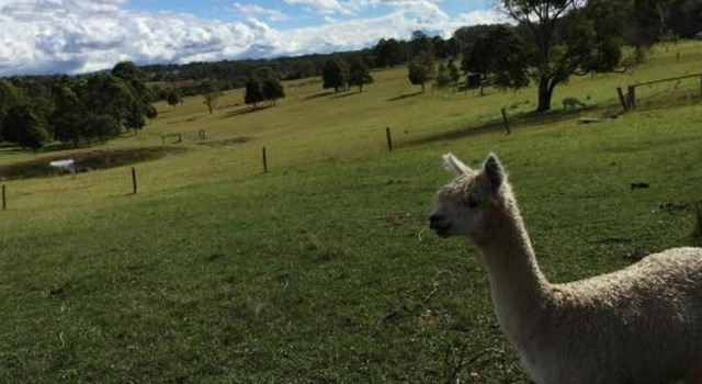 Honeycomb Valley Farm, Prenota Agriturismo Diamond Beach North Coast New South Wales