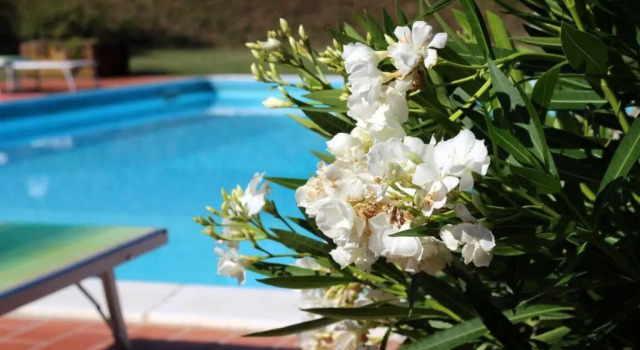 Апартаменты c 1 комнатой Agriturismo Le Fontane