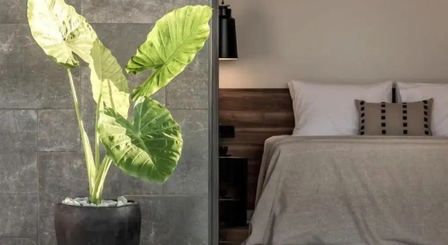Aku Suites with private pools