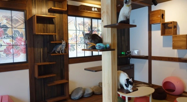 Minamiya 山とねこと遊ぶ宿 みなみ家, Prenota Hotel Hotel a Koshinetsu con parcheggio, Parcheggio