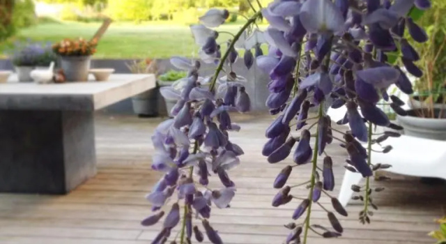 Wisteria Guest House, Prenota Affittacamere Villers l Eveque Belgio