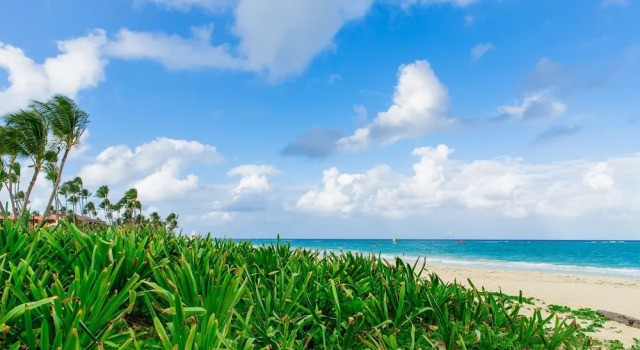 Номер Comfort Palm Green Vacations Whitesands