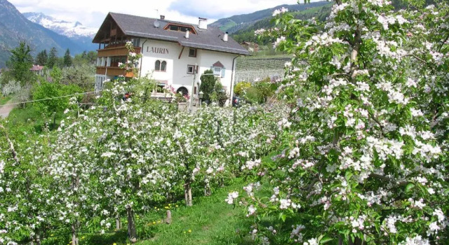 Номер Standard Pension Laurin