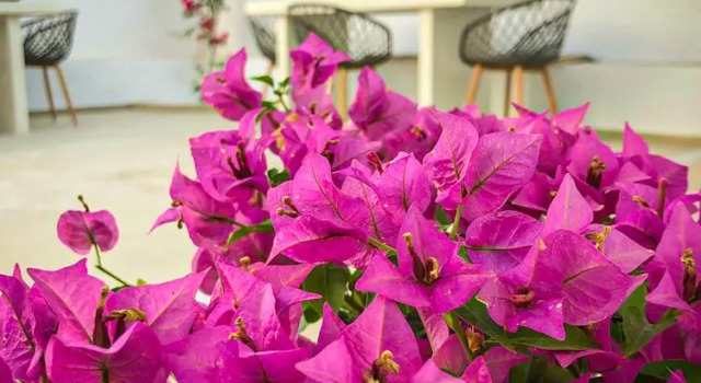 Вилла c 1 комнатой DS Traditional Villas Santorini Island