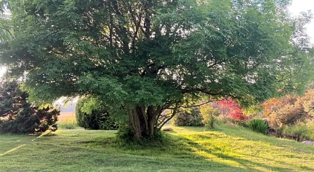 Люкс Clashmore Wood