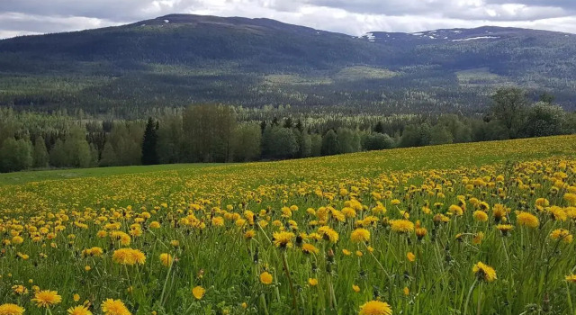 Edsåsdalen Fjällstation & Fjällby, Rezerwuj Hotel Edsasdalen Duved-Edsasdalen