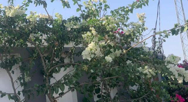 Résidence des Oliviers Yasmine Hammamet, Rezervasyon Otel Yasmine Sousse