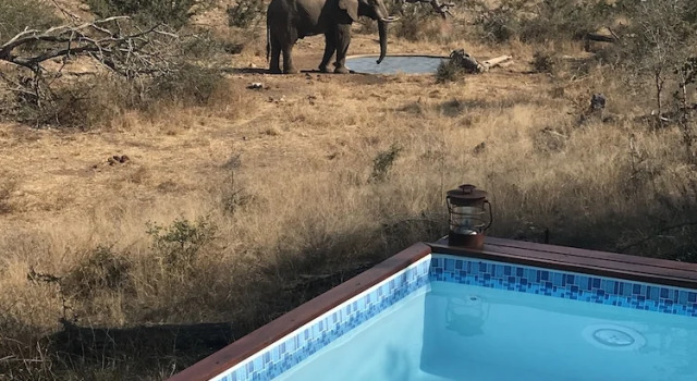 Ximongwe Safari Camp