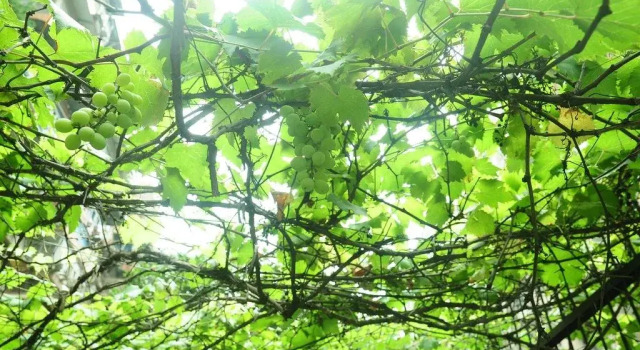 Wuhan Waiting for Wind Youth Hostel, Prenota Ostello Ostelli a Wuchang, Ostello
